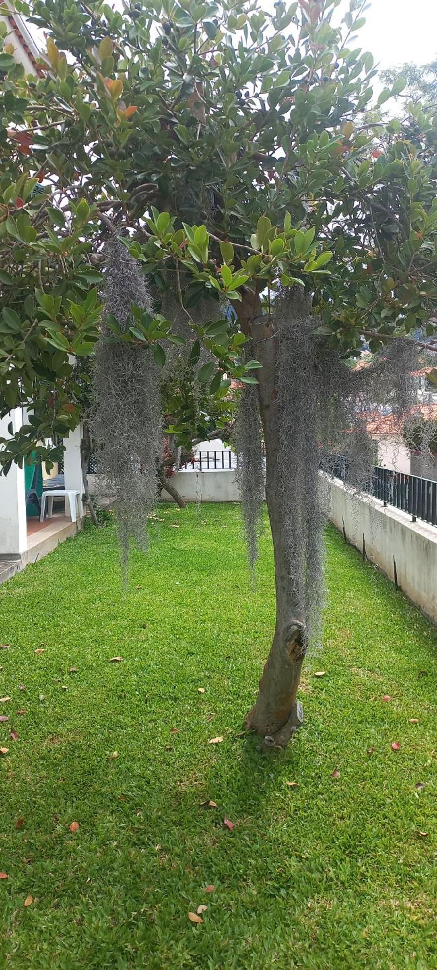 Villa Cosy Nook Funchal  Extérieur photo